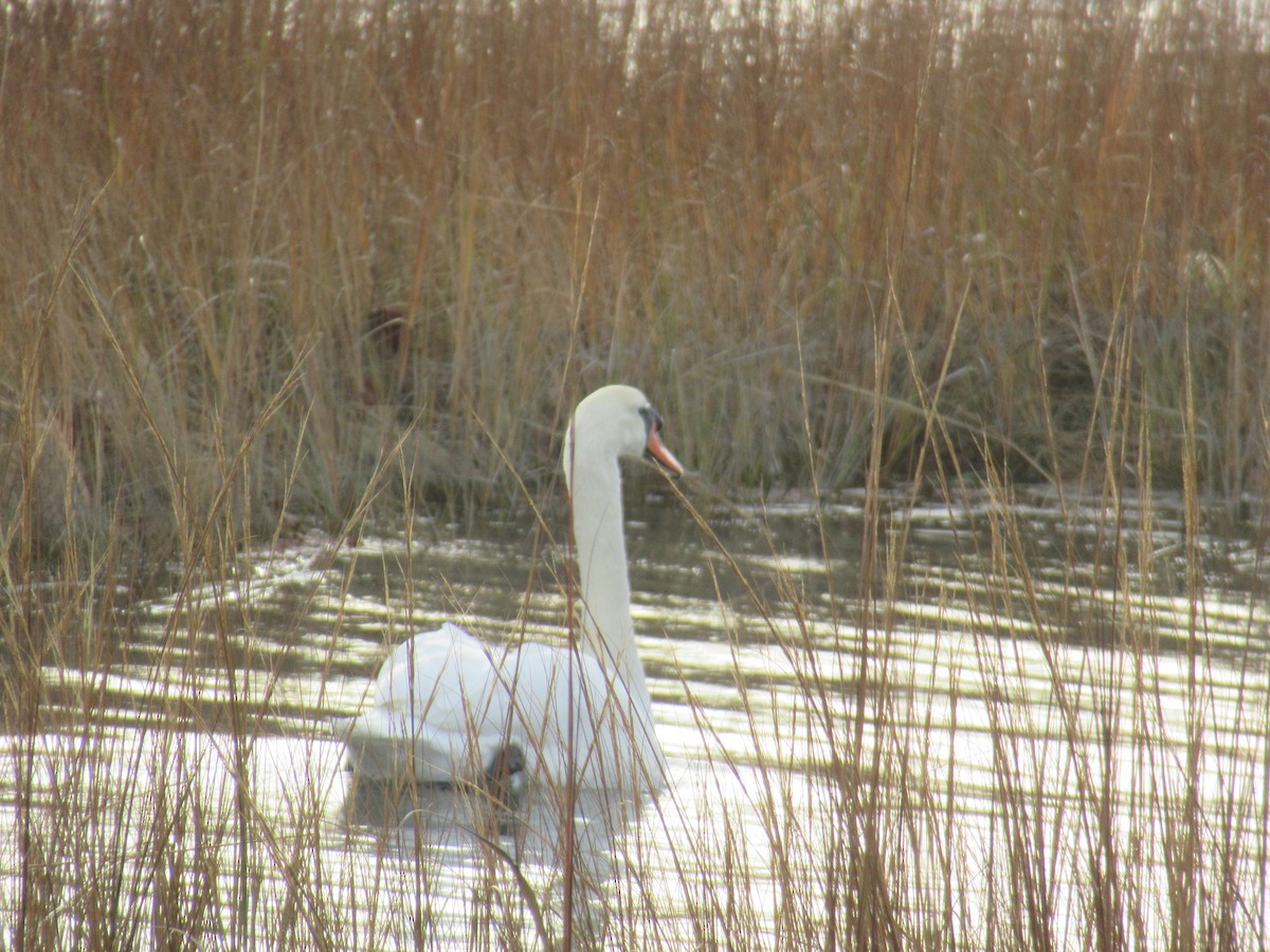 Cygne tuberculé - ML646741720