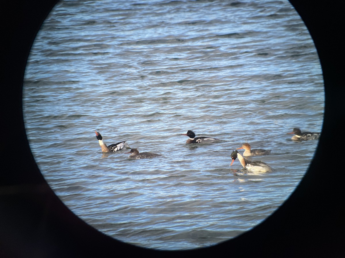 Сэвгэр бохио - ML646741721