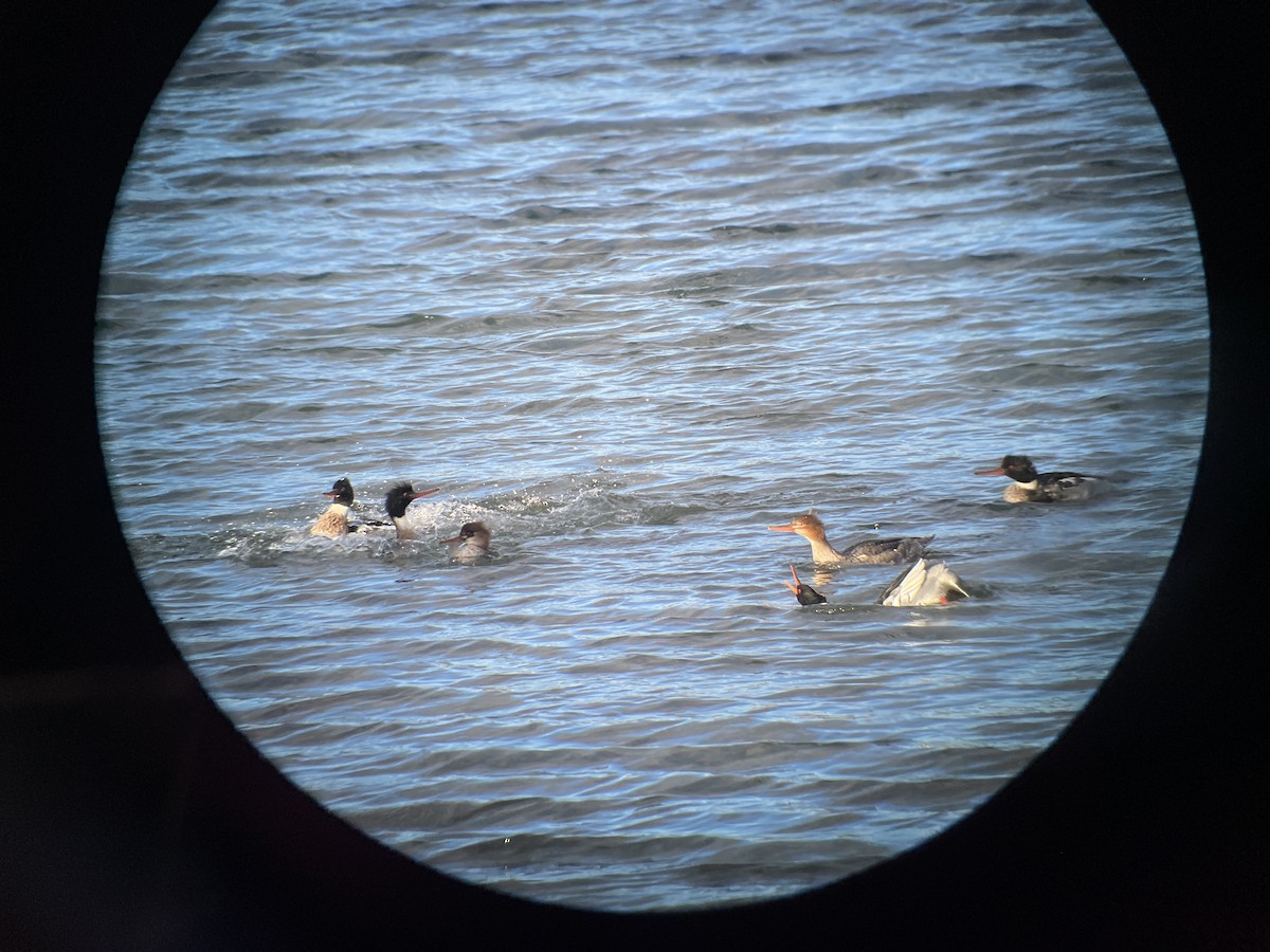 Сэвгэр бохио - ML646741722