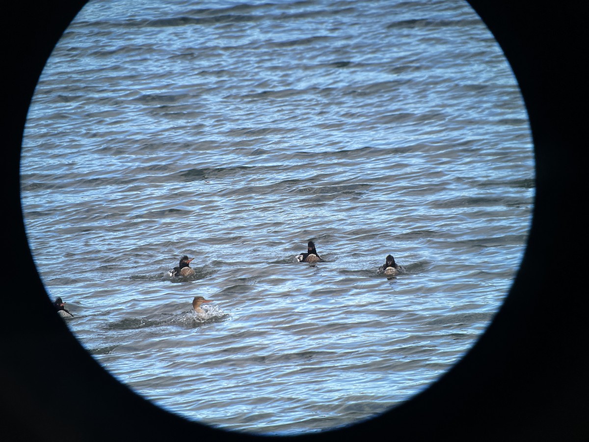 Сэвгэр бохио - ML646741724