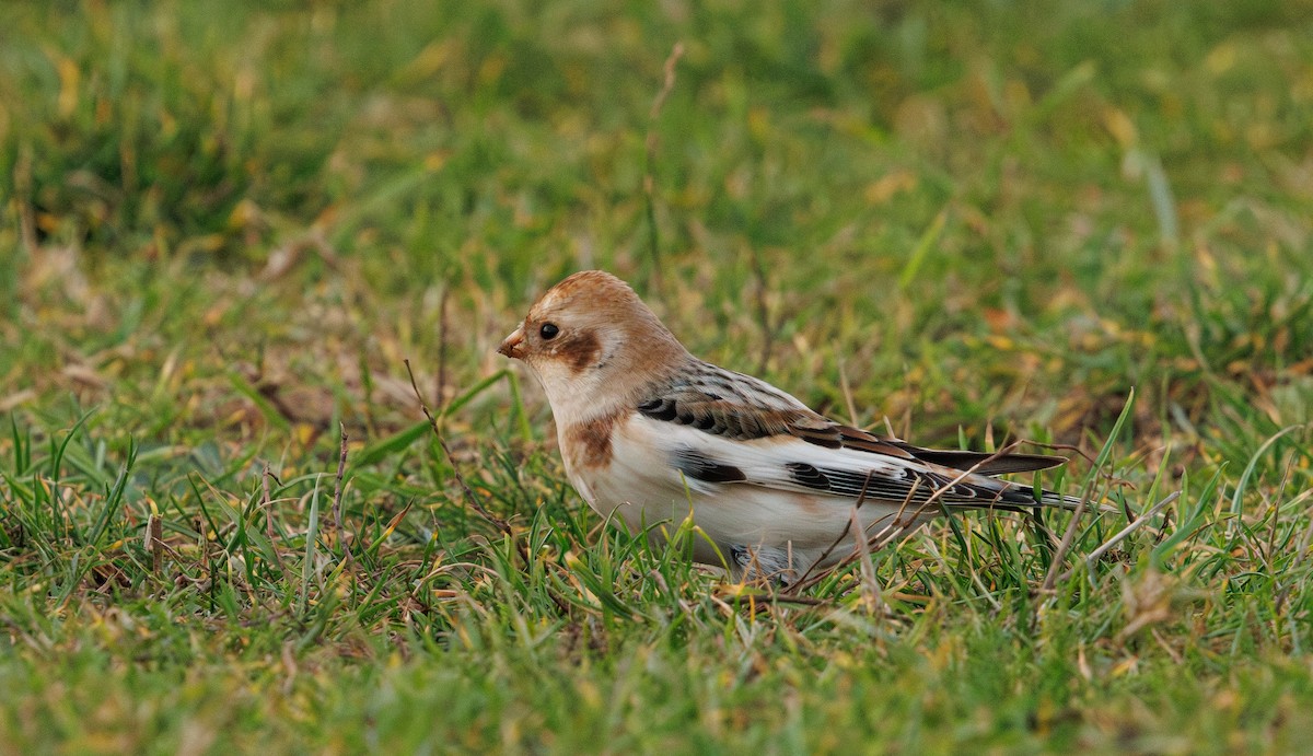 Snow Bunting - ML646741725