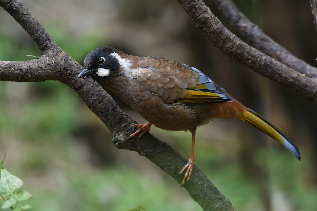 Black-faced Laughingthrush - ML646741726
