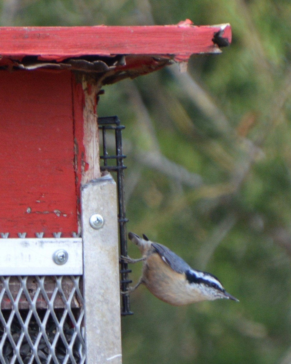 Red-breasted Nuthatch - ML646741727