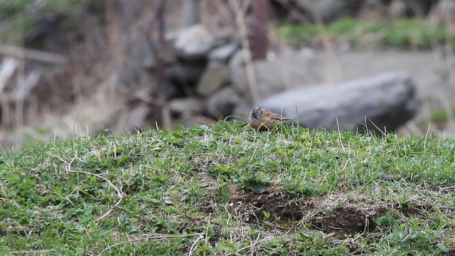 גיבתון סלעים - ML646741728