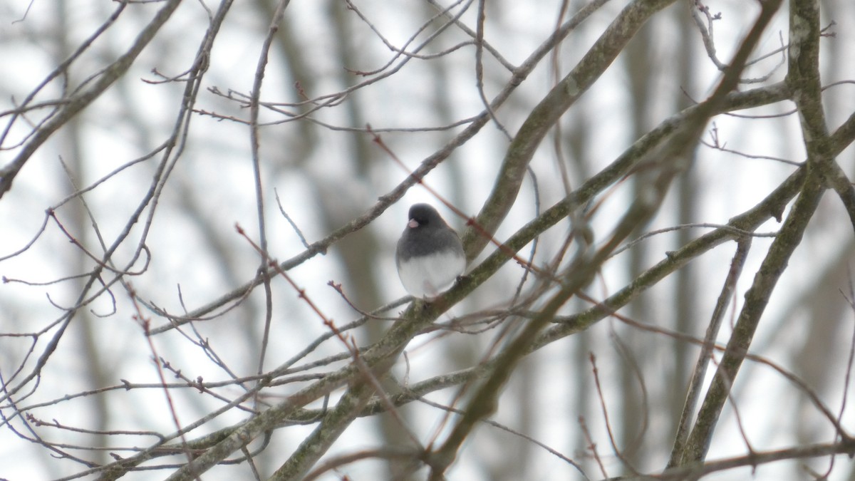 Dark-eyed Junco - ML646741735