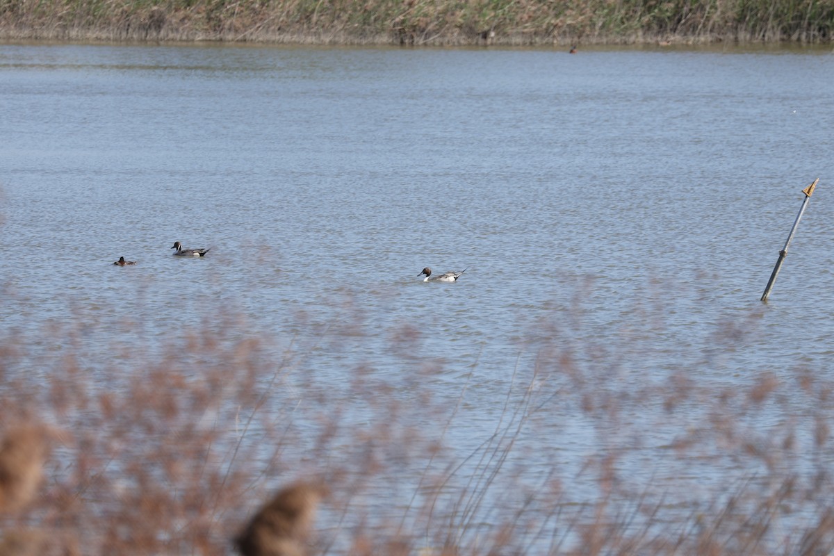 Northern Pintail - ML646741736
