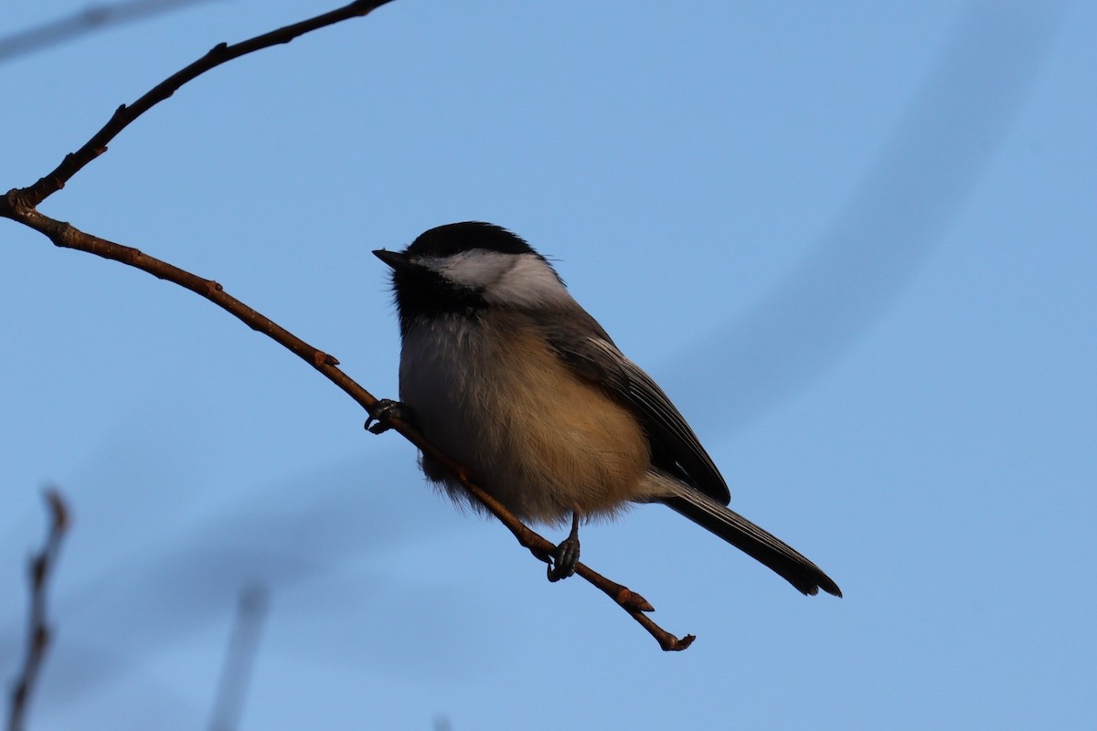 Black-capped Chickadee - ML646741737