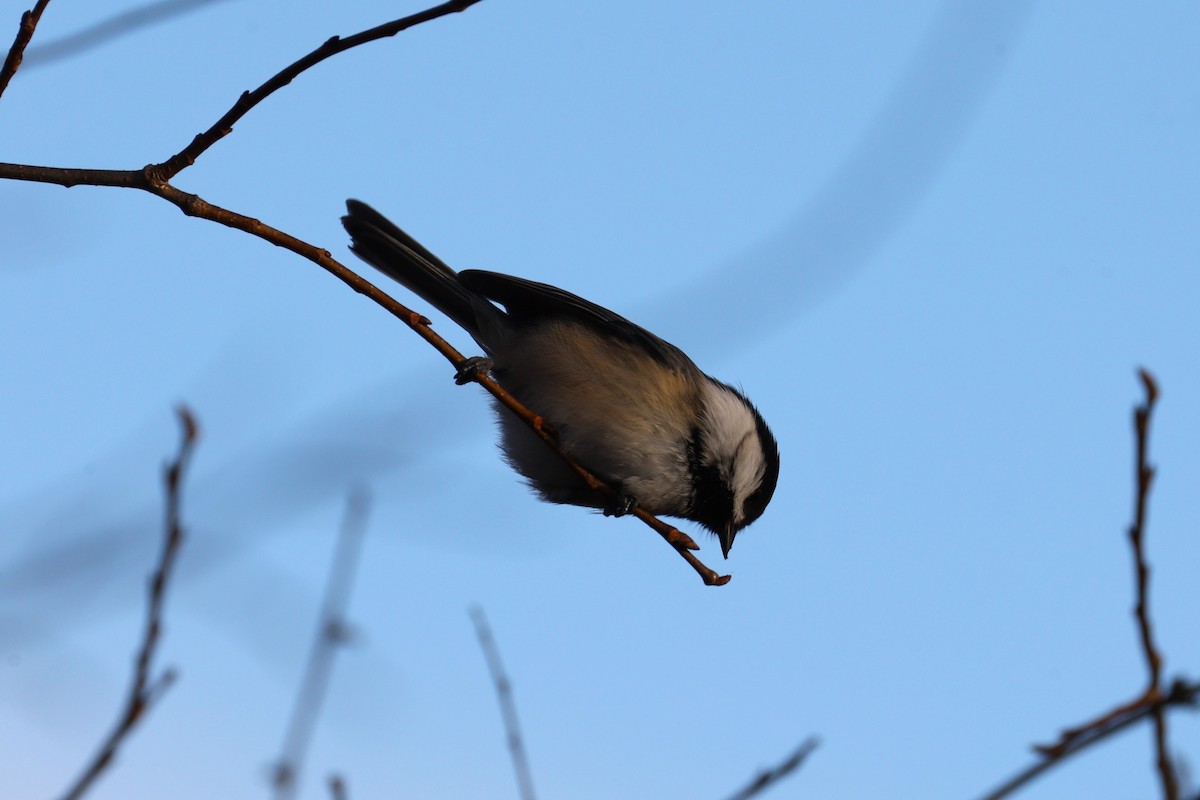 Black-capped Chickadee - ML646741738