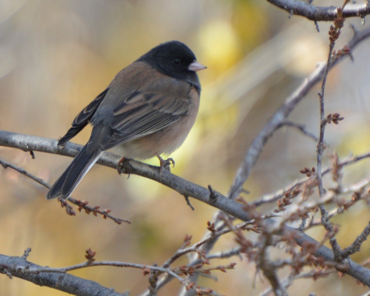Dark-eyed Junco - ML646741739