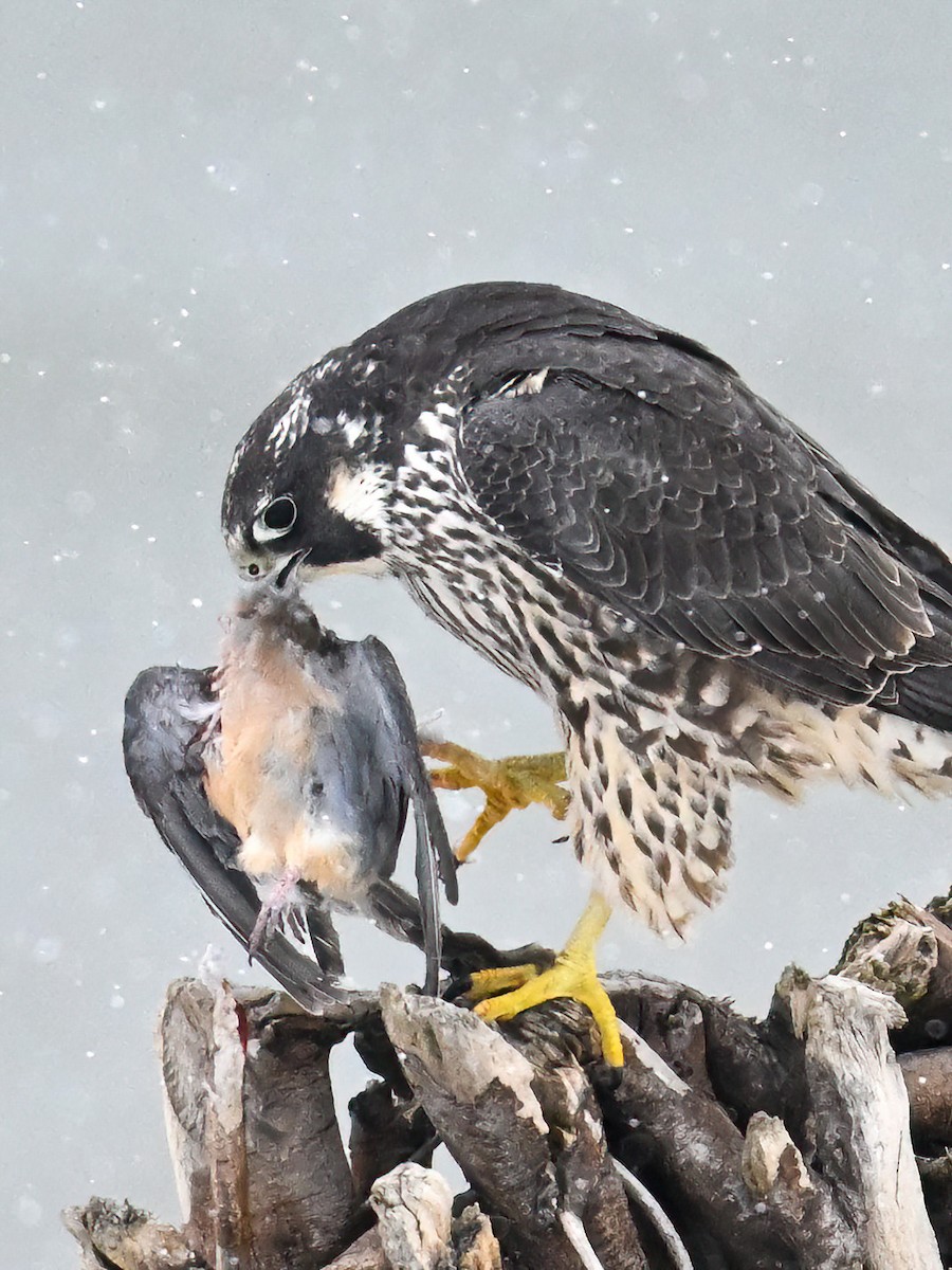 Сапсан - ML646741740