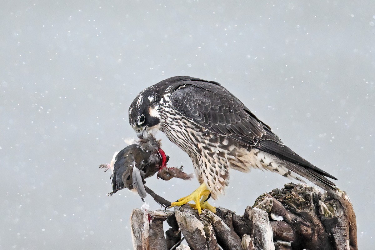 Peregrine Falcon - ML646741742