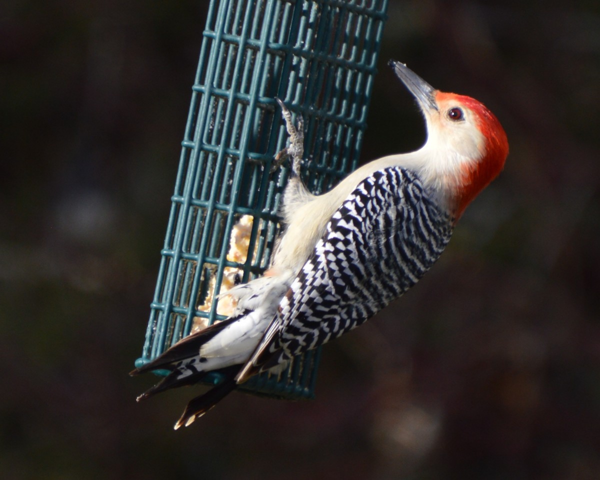 Red-bellied Woodpecker - ML646741743