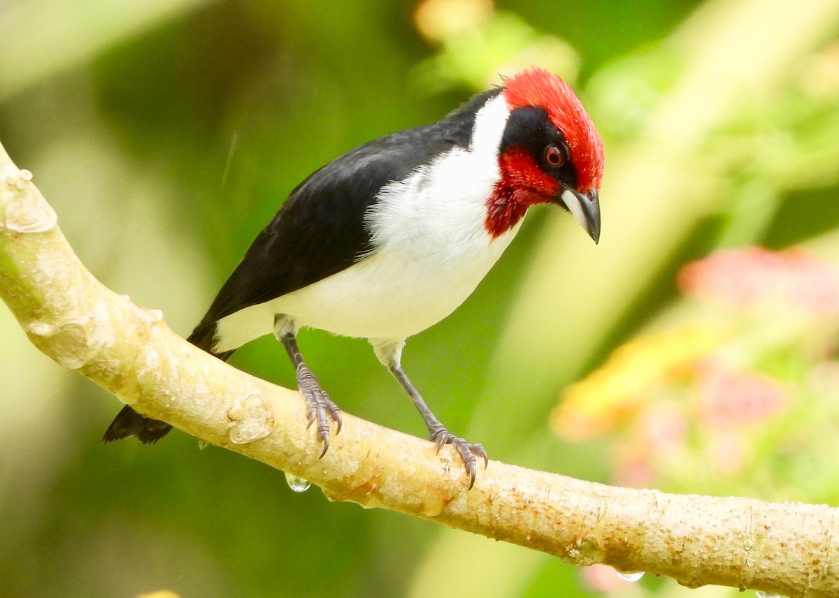 Masked Cardinal - ML646741744