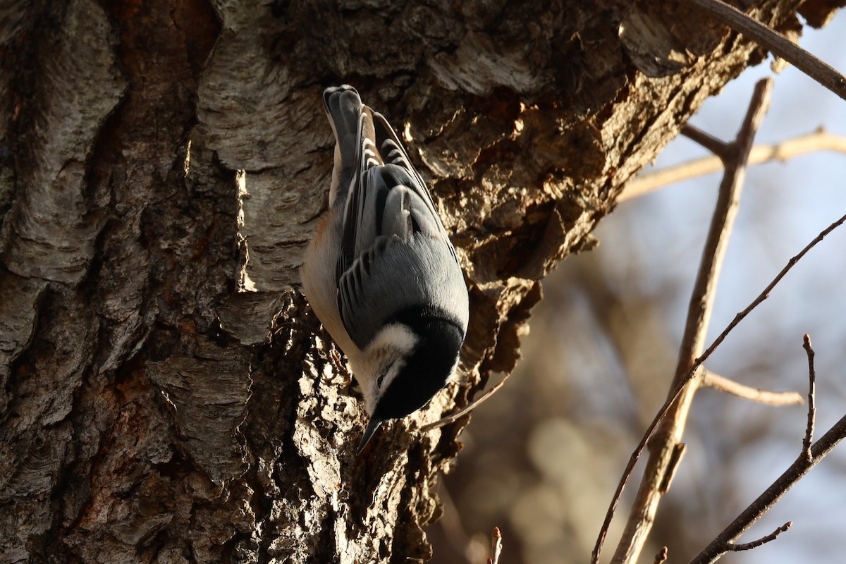 White-breasted Nuthatch - ML646741745