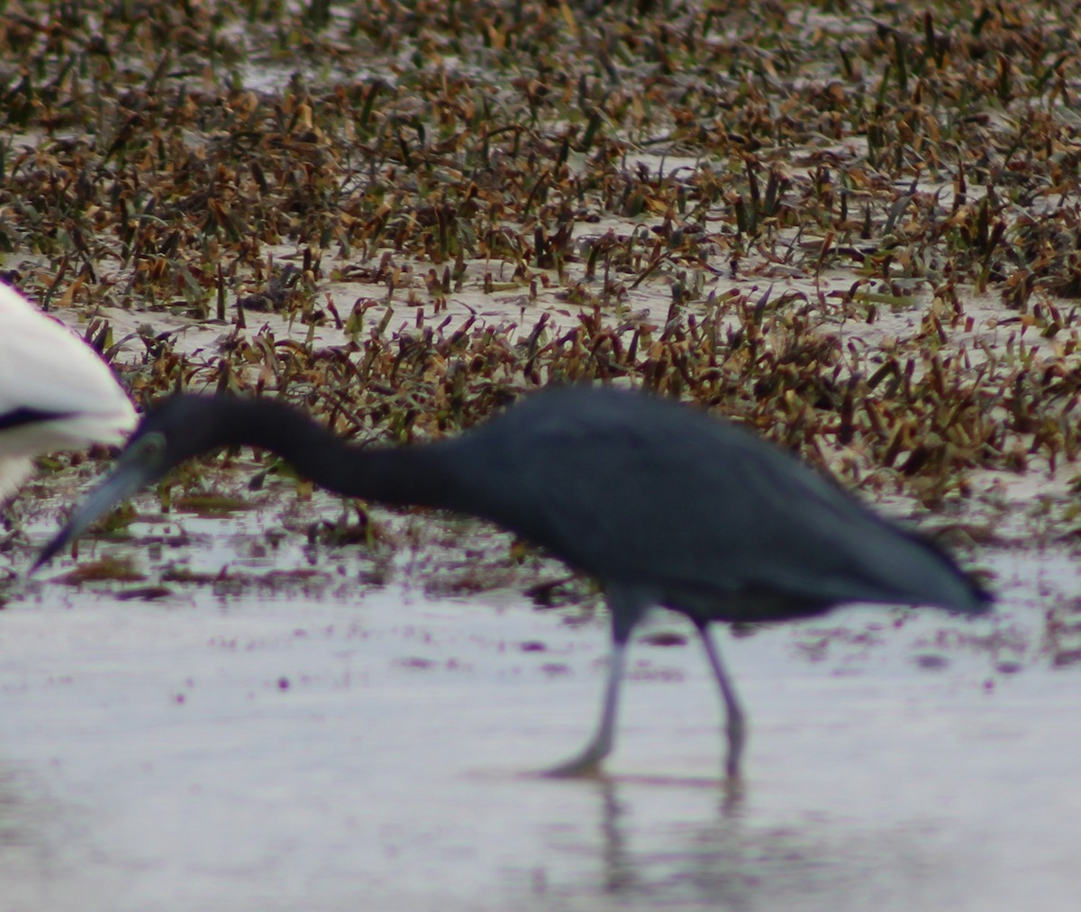 Little Blue Heron - ML646741746