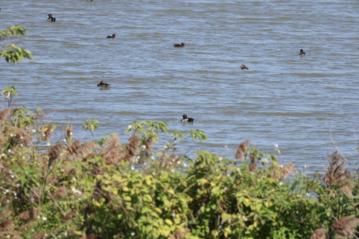 Tufted Duck - ML646741747