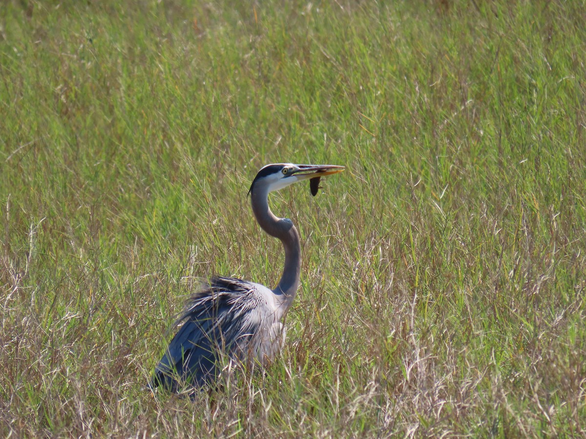 Great Blue Heron - ML646741748