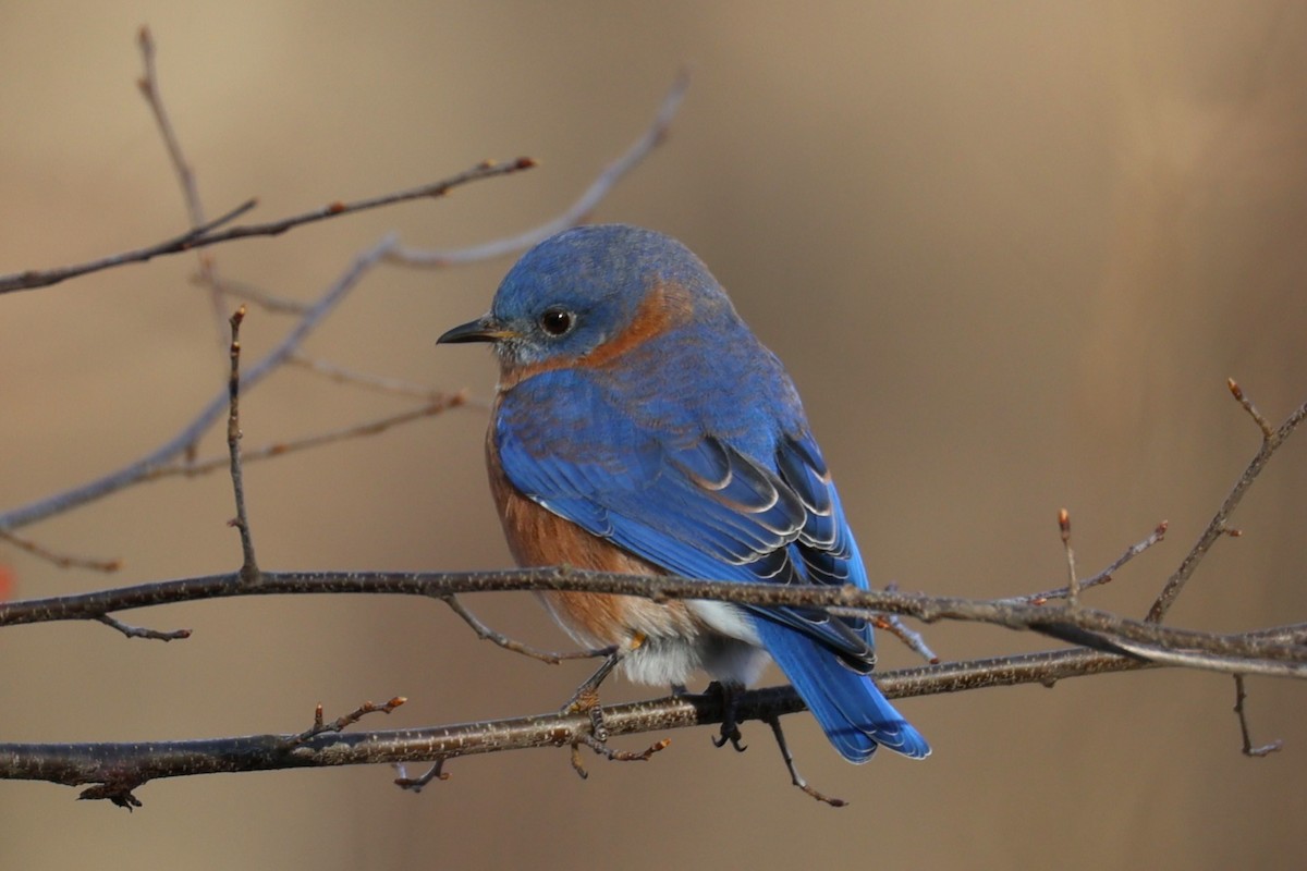 Eastern Bluebird - ML646741752