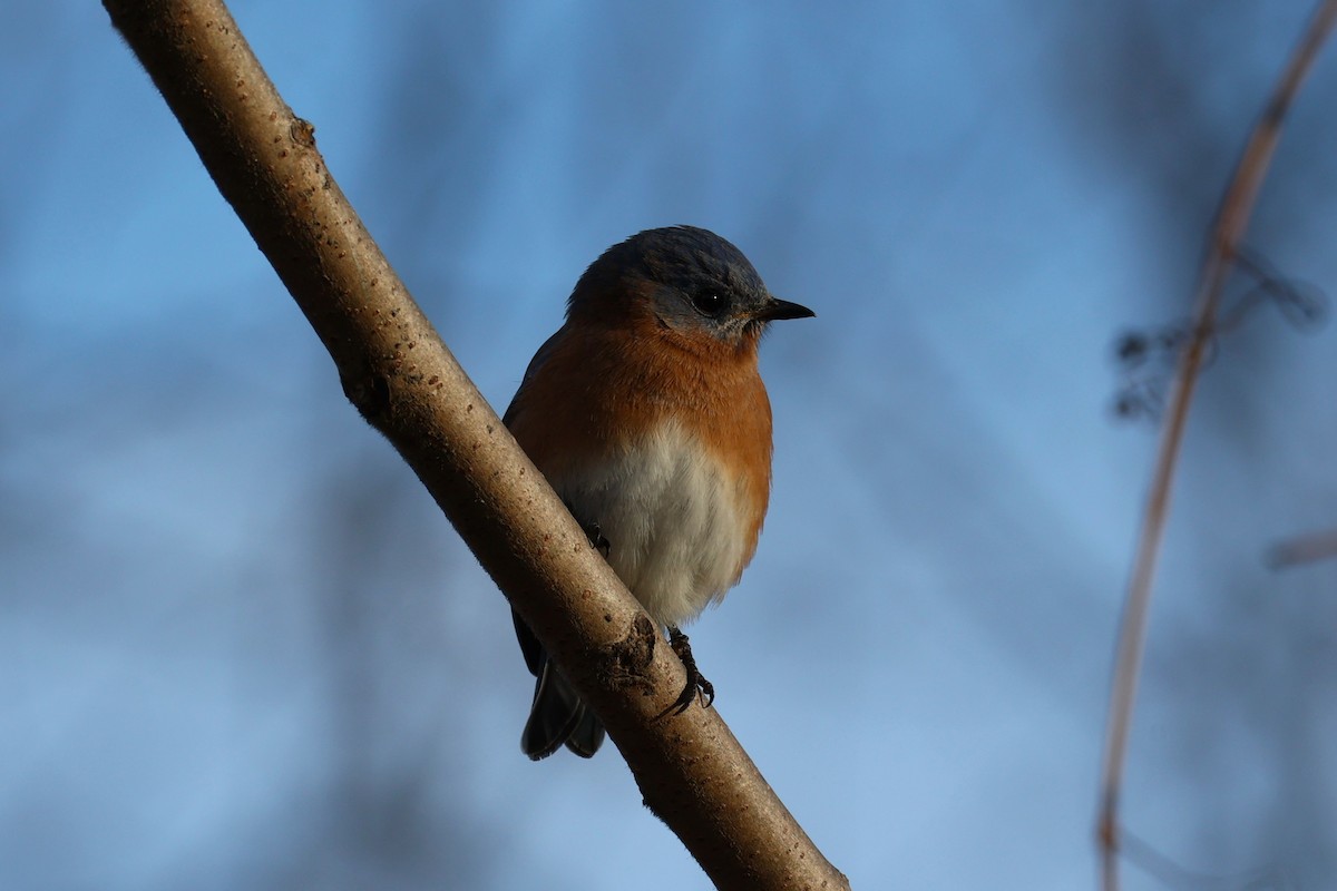 Eastern Bluebird - ML646741753