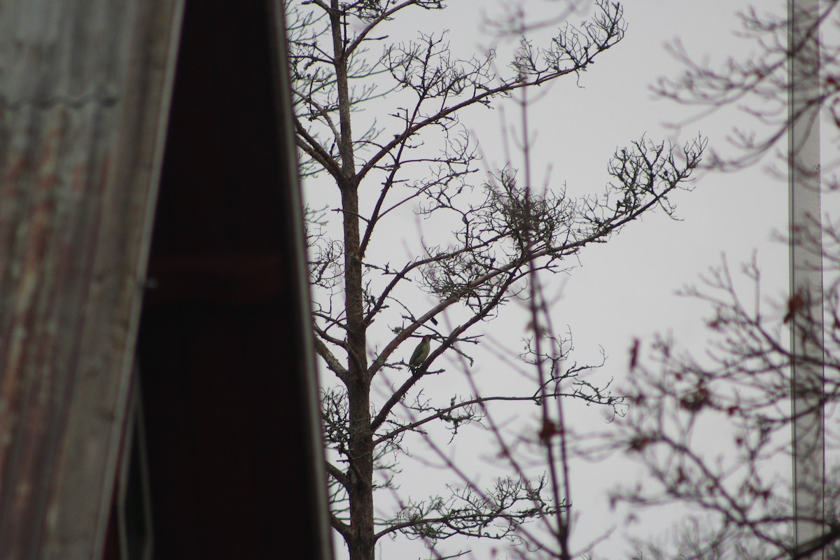 Eurasian Green Woodpecker - ML646741755