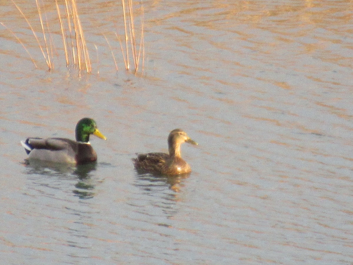 Canard colvert - ML646741756