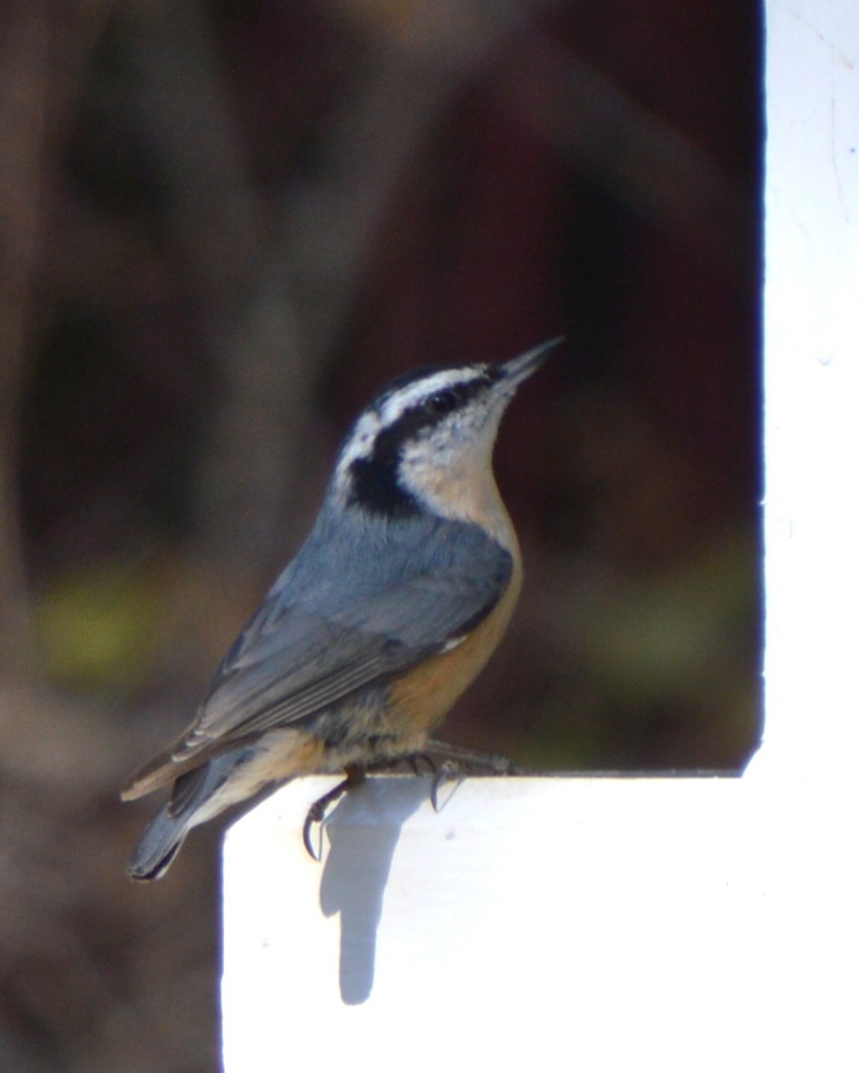 Red-breasted Nuthatch - ML646741758