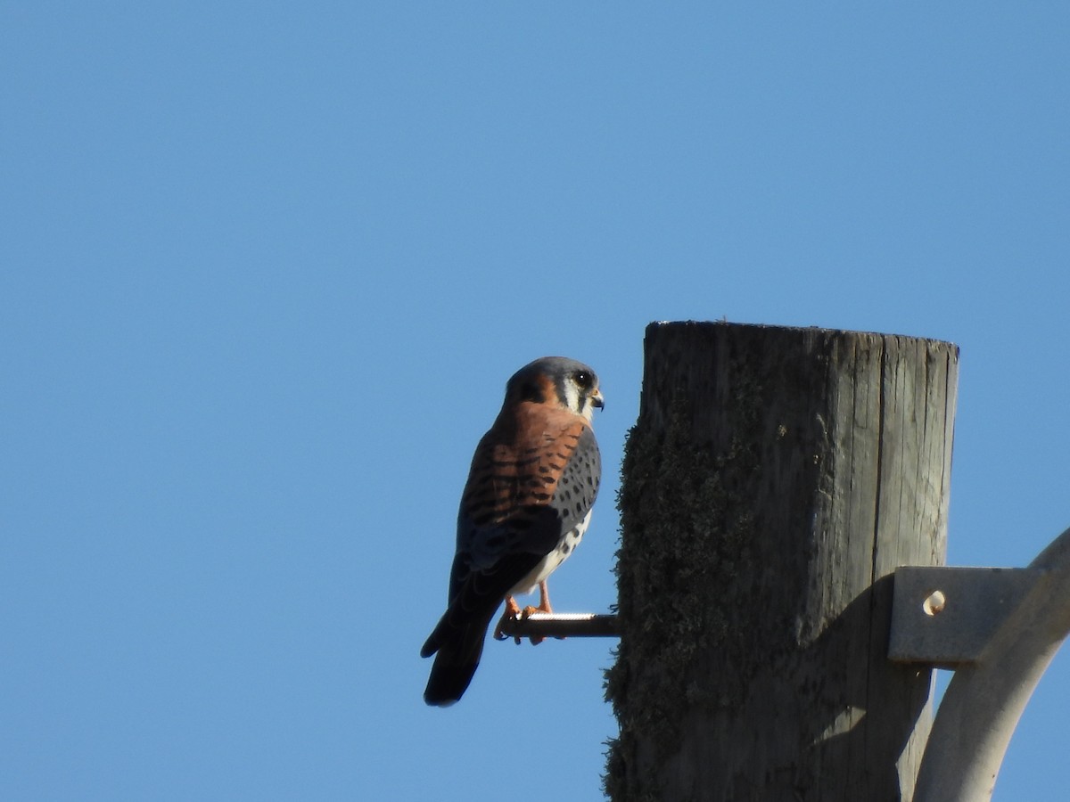 American Kestrel - ML646741759