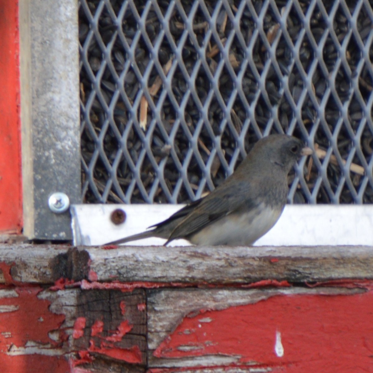 Dark-eyed Junco - ML646741760