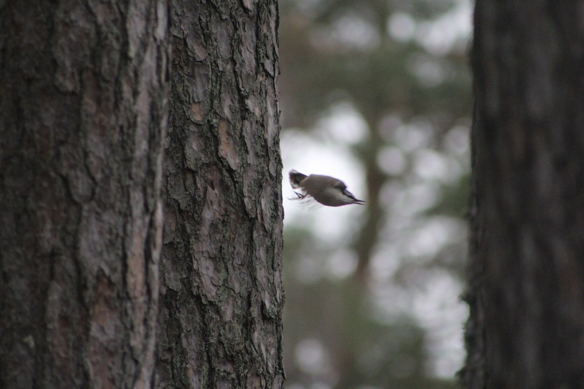 Garrapo eurasiarra - ML646741761