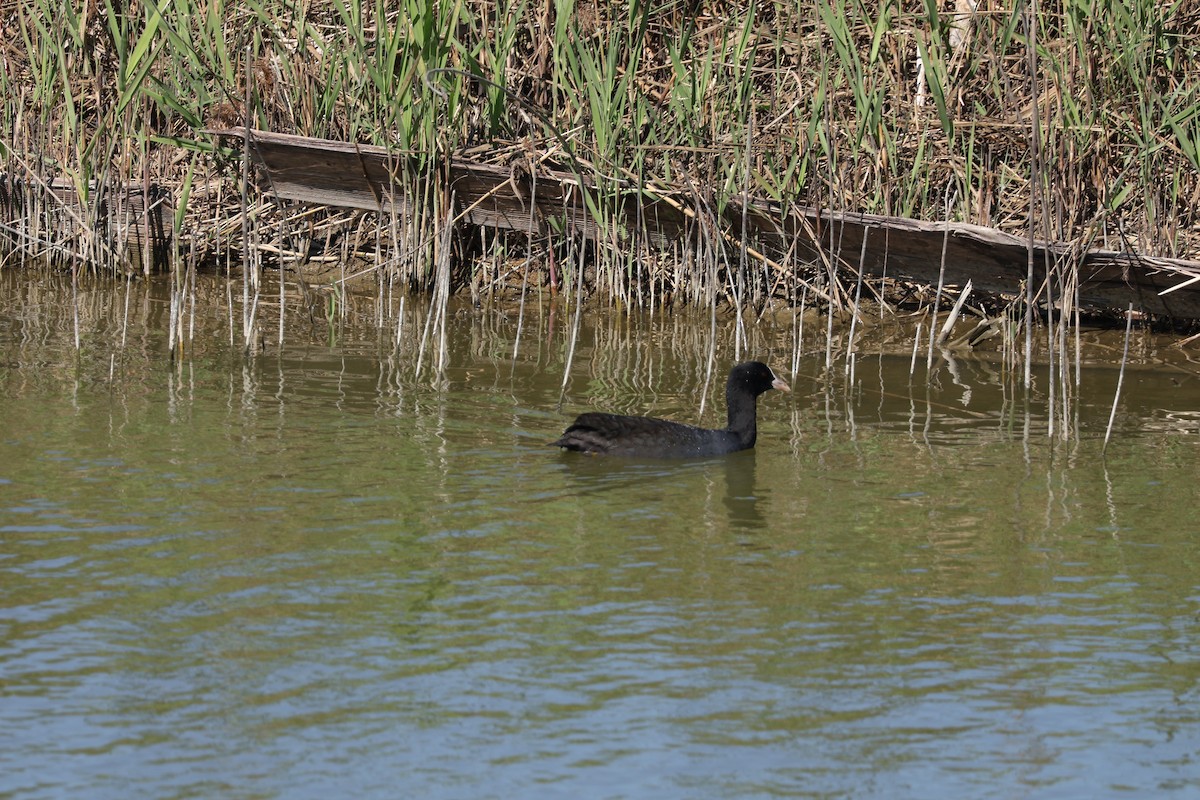 Eurasian Coot - ML646741763