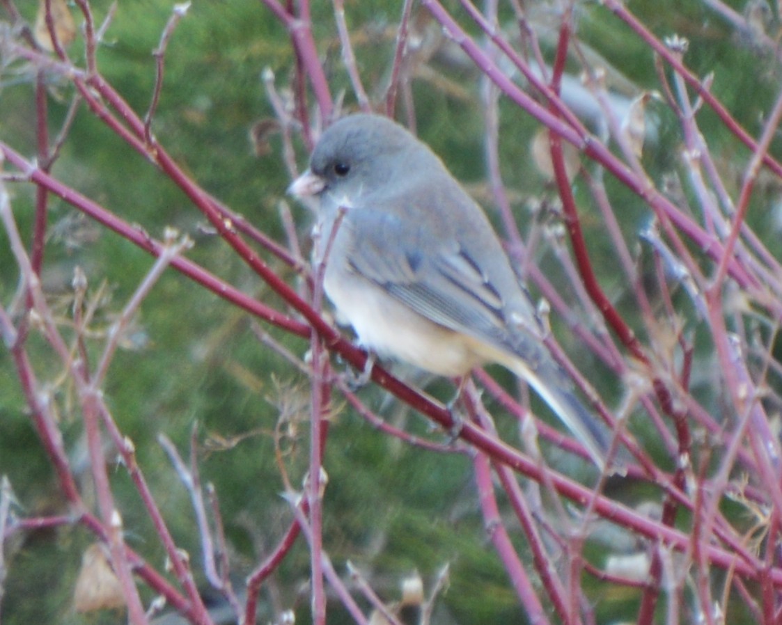Dark-eyed Junco - ML646741764