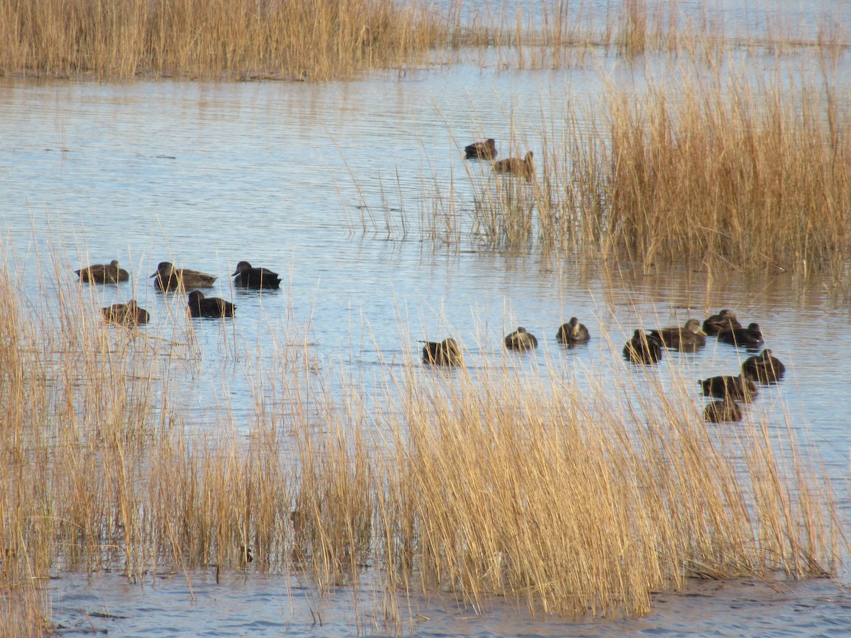 Canard noir - ML646741765