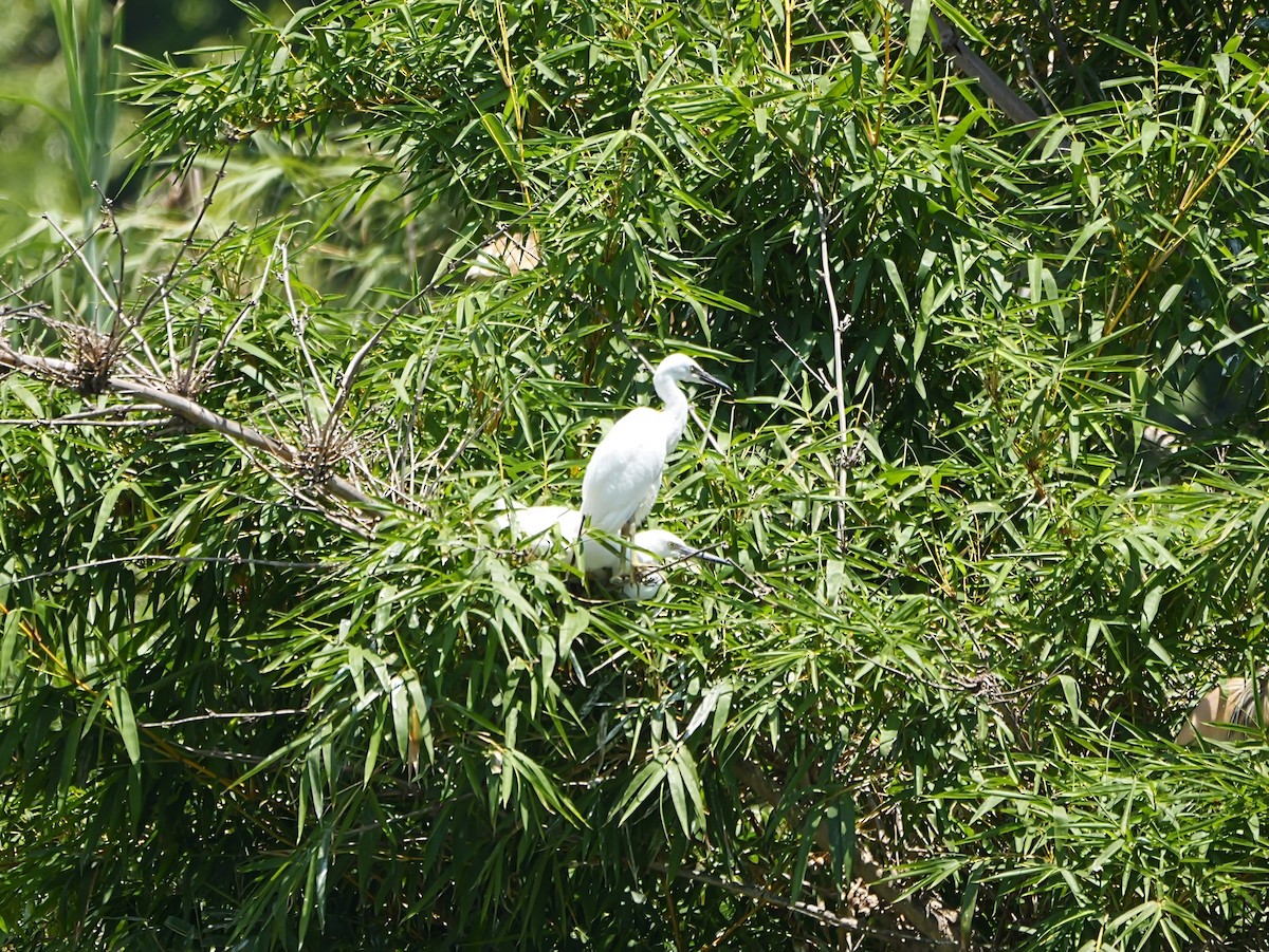 Malagasy Pond-Heron - ML646741766