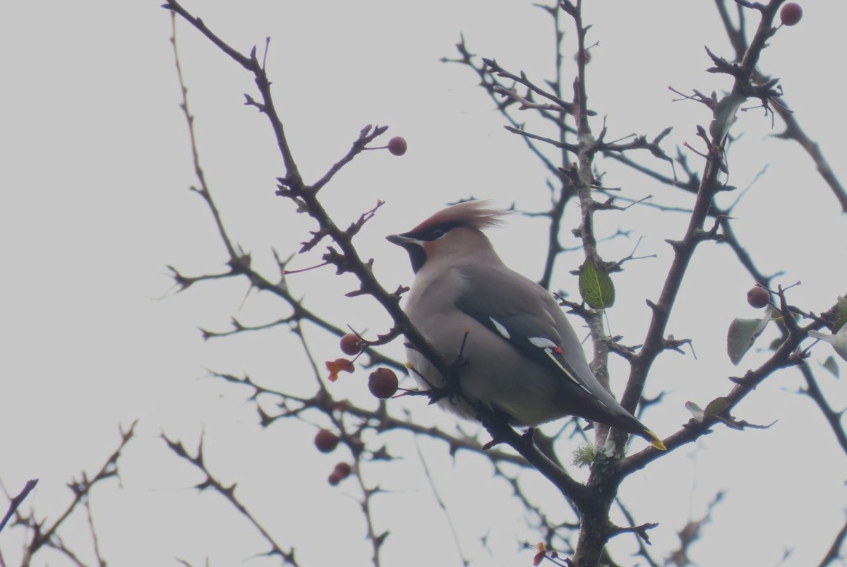 Buztanori boreala - ML646741767