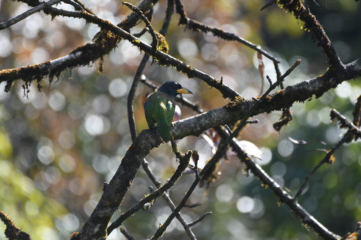 Great Barbet - ML646741768
