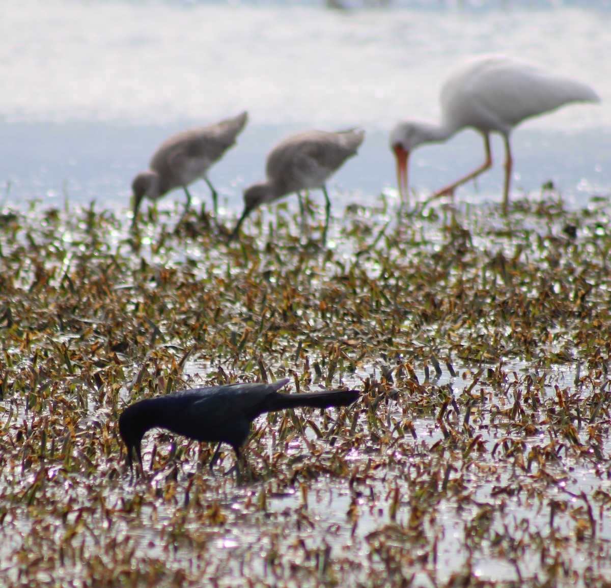 Boat-tailed Grackle - ML646741769