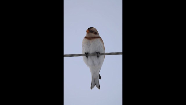 גיבתון שלג - ML646741770