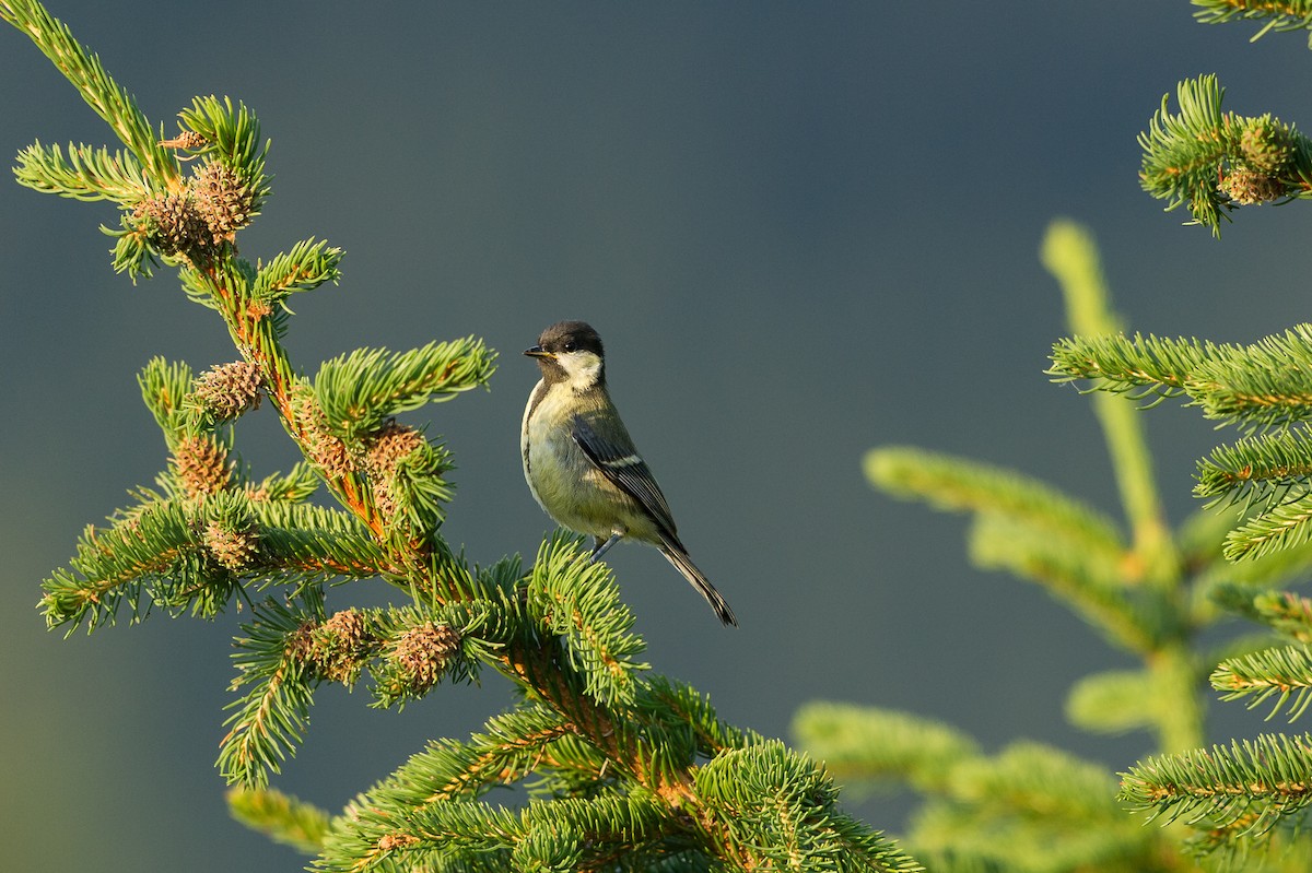 kjøttmeis (major gr.) - ML646741771