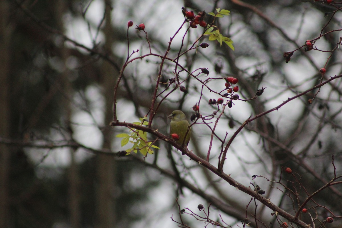 European Greenfinch - ML646741772