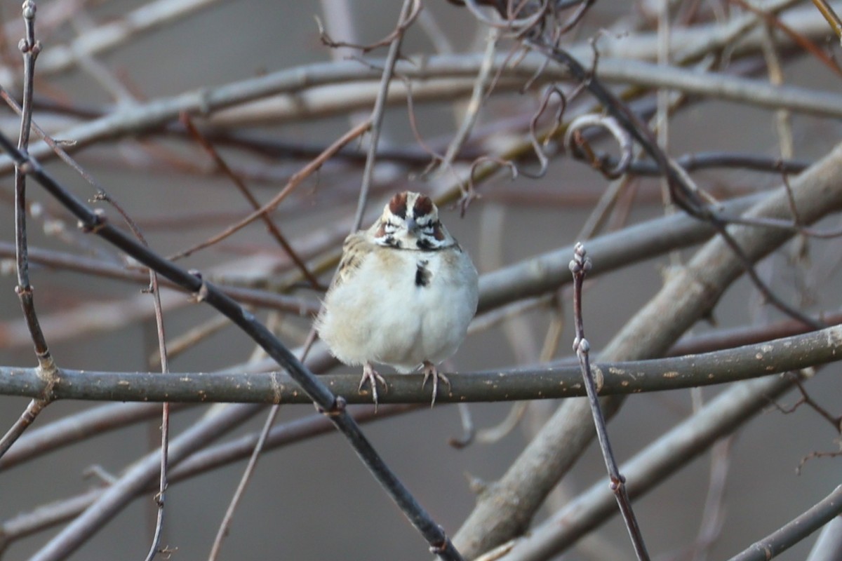 Lark Sparrow - ML646741773
