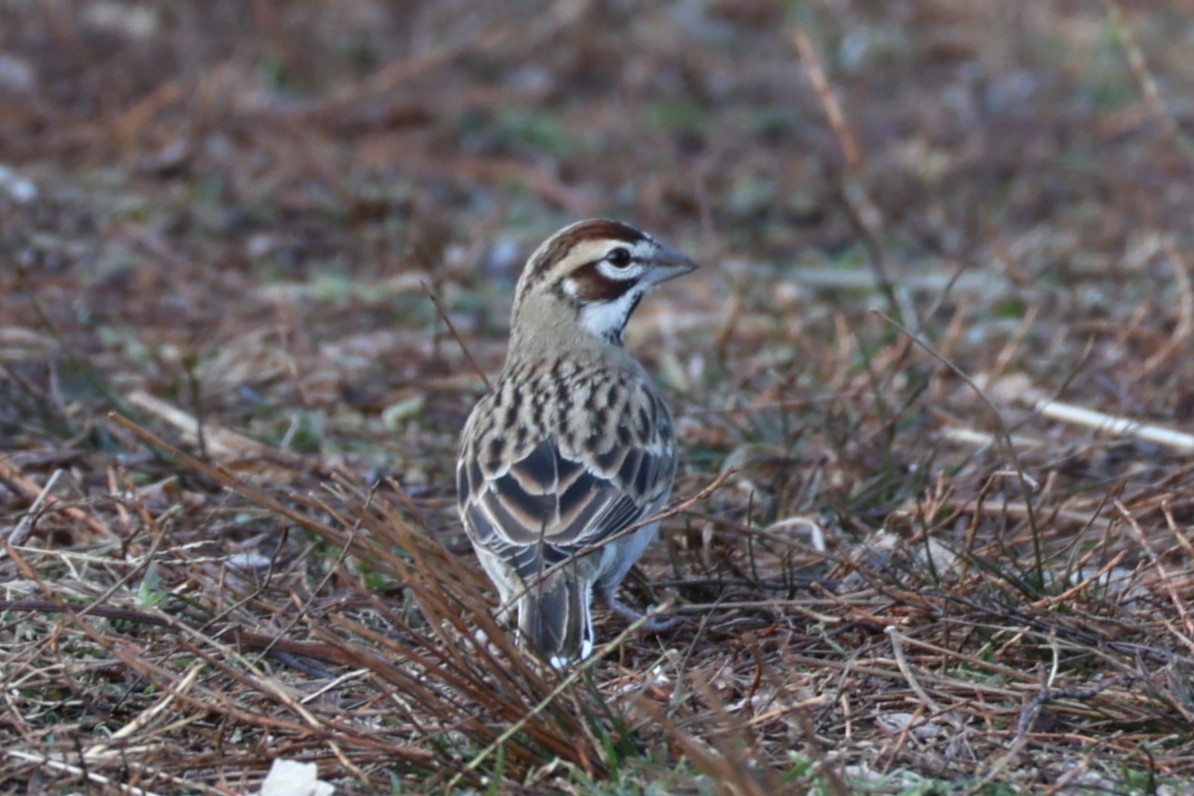 Lark Sparrow - ML646741774