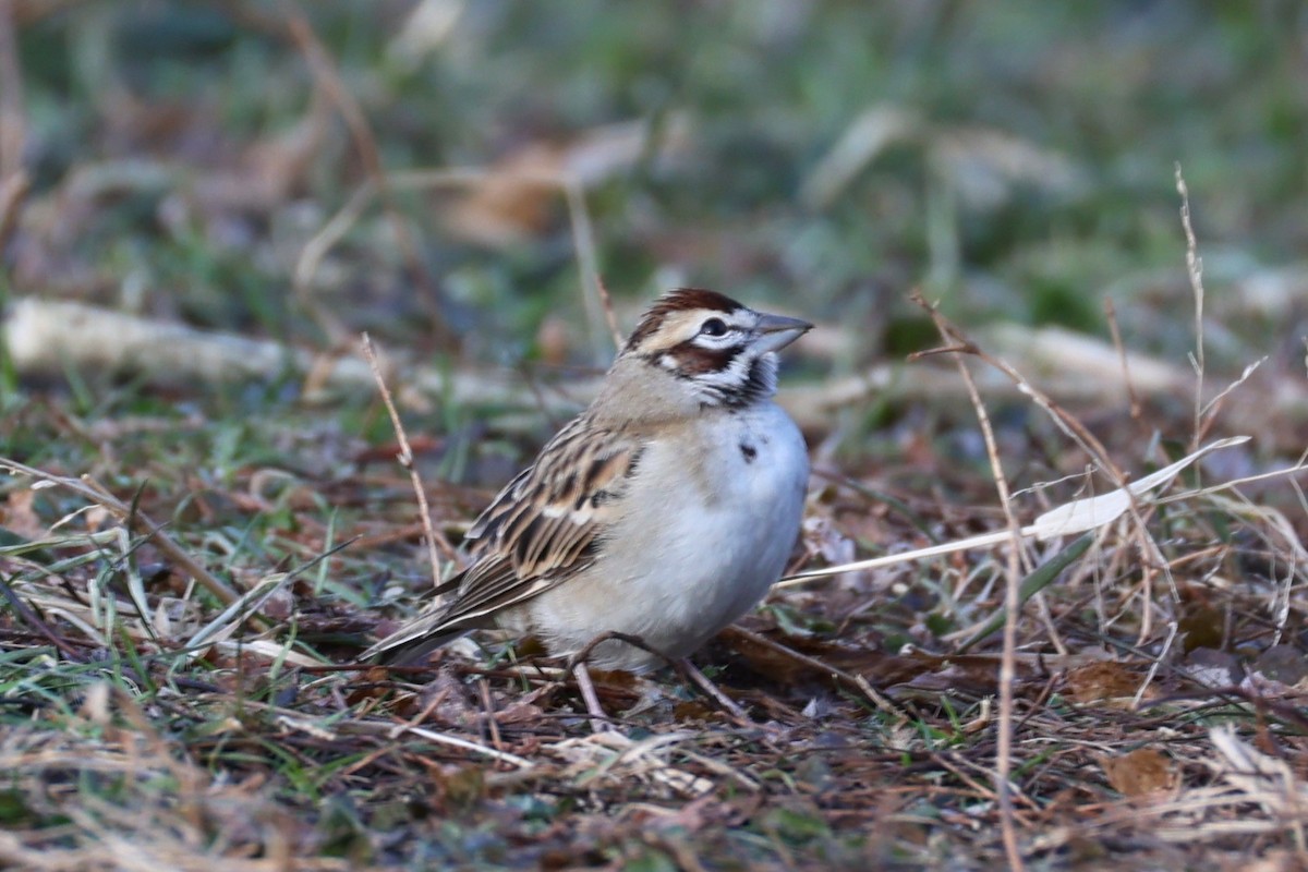 Lark Sparrow - ML646741775