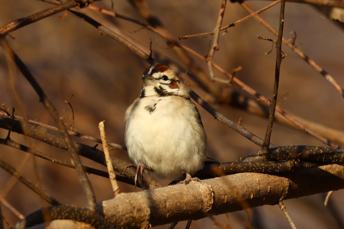Lark Sparrow - ML646741776