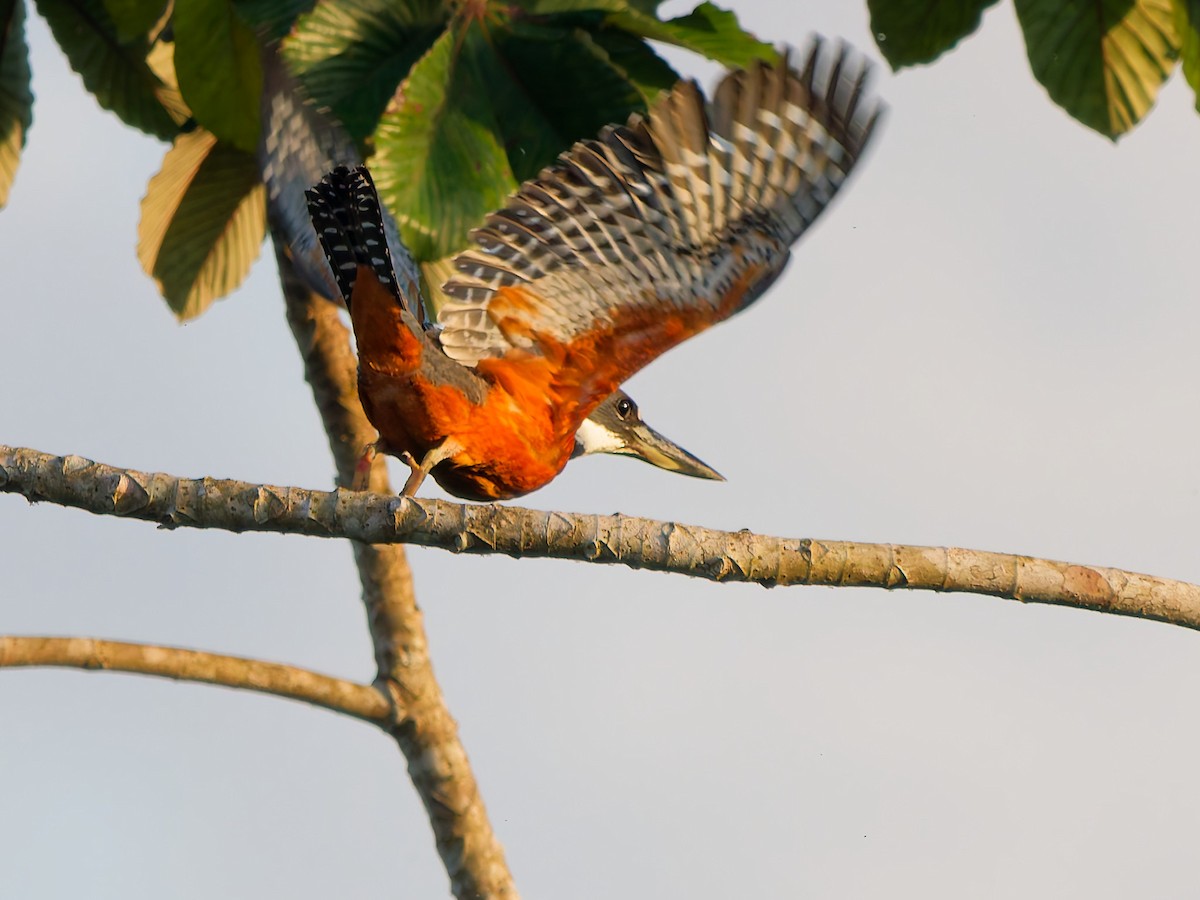 Martín Gigante Neotropical - ML646741777