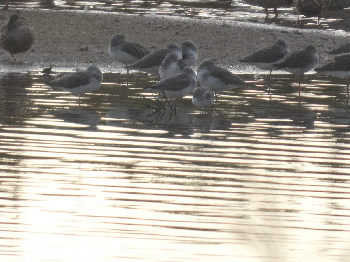 Urmael-kuliska - ML646741778