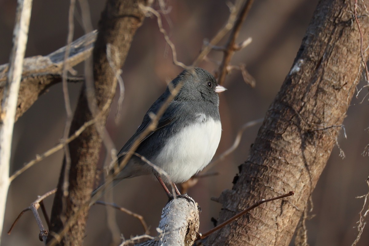 Dark-eyed Junco - ML646741779