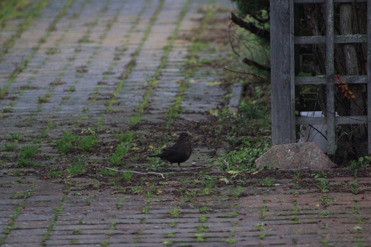 Eurasian Blackbird - ML646741780