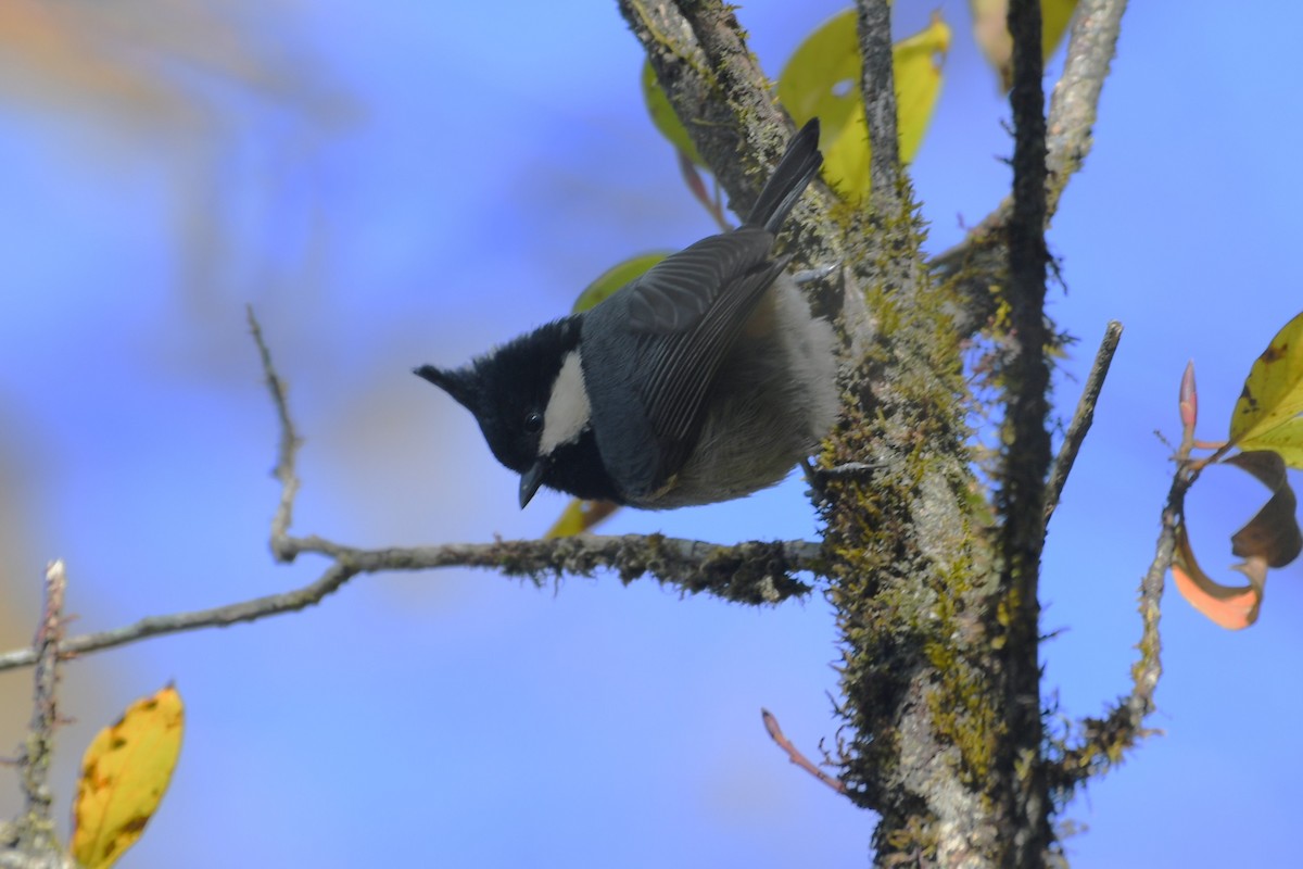 rododendronmeis - ML646741784