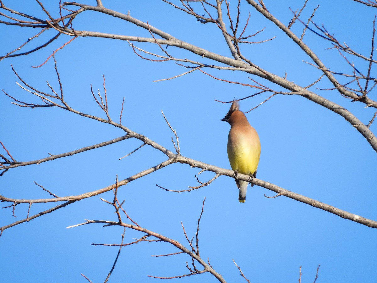 einersidensvans - ML646741786