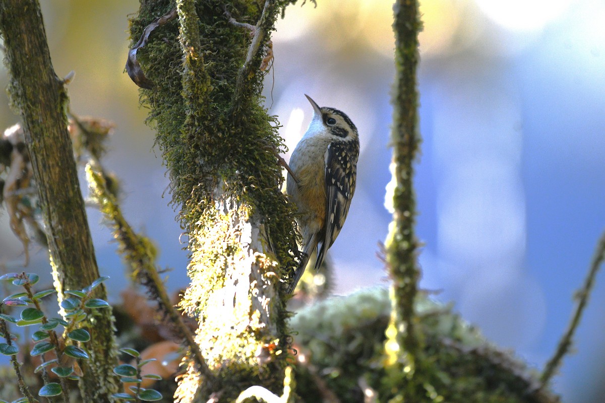 rusttrekryper - ML646741787